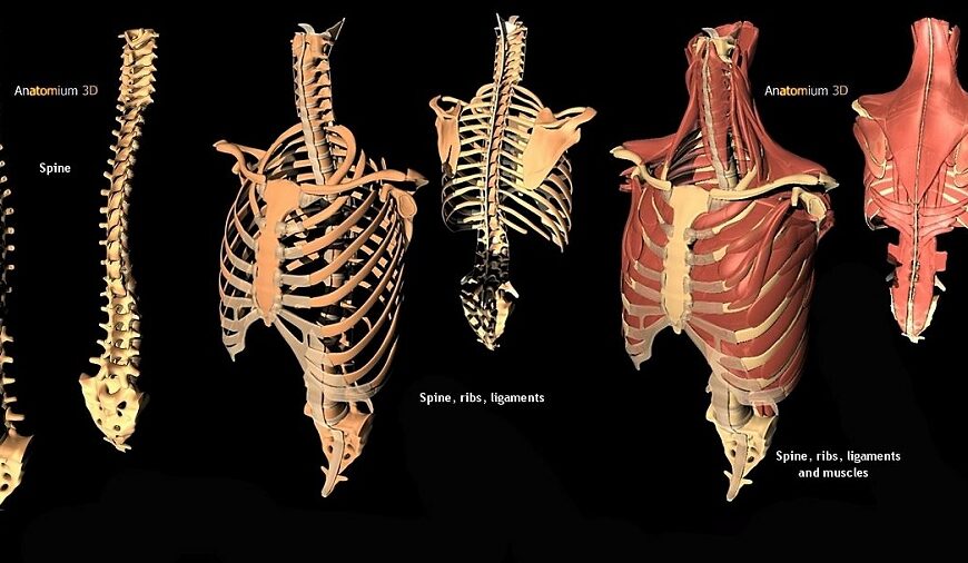 Ibn Rushd on Anatomy (Part 2/2)